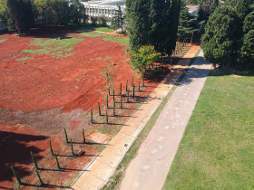 New cypress trees planted in October 2019. Photo: Goran Bulatović